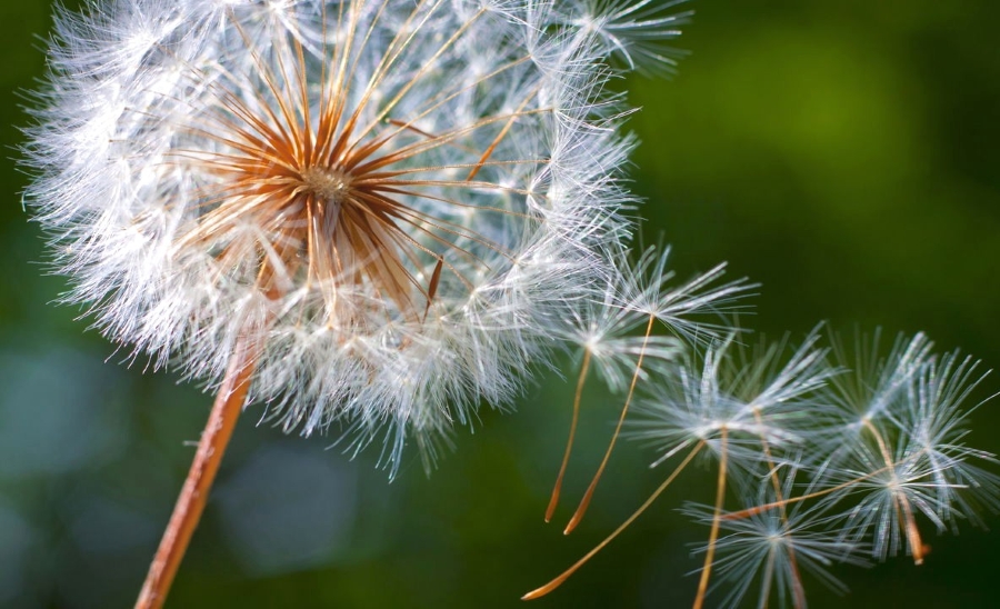 Dente-de-Leão: a flor amiga da saúde que representa o Sol, a Luz e as ...